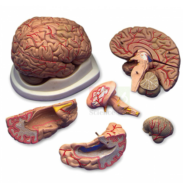 Human Brain Model with Arteries